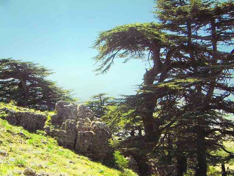 Zedernwald von Baruk, Libanon